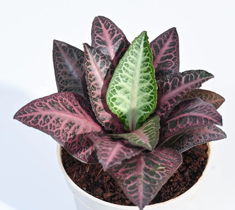 Euphorbia Francoisii Care: What Does This Stunning Succulent Need From You?